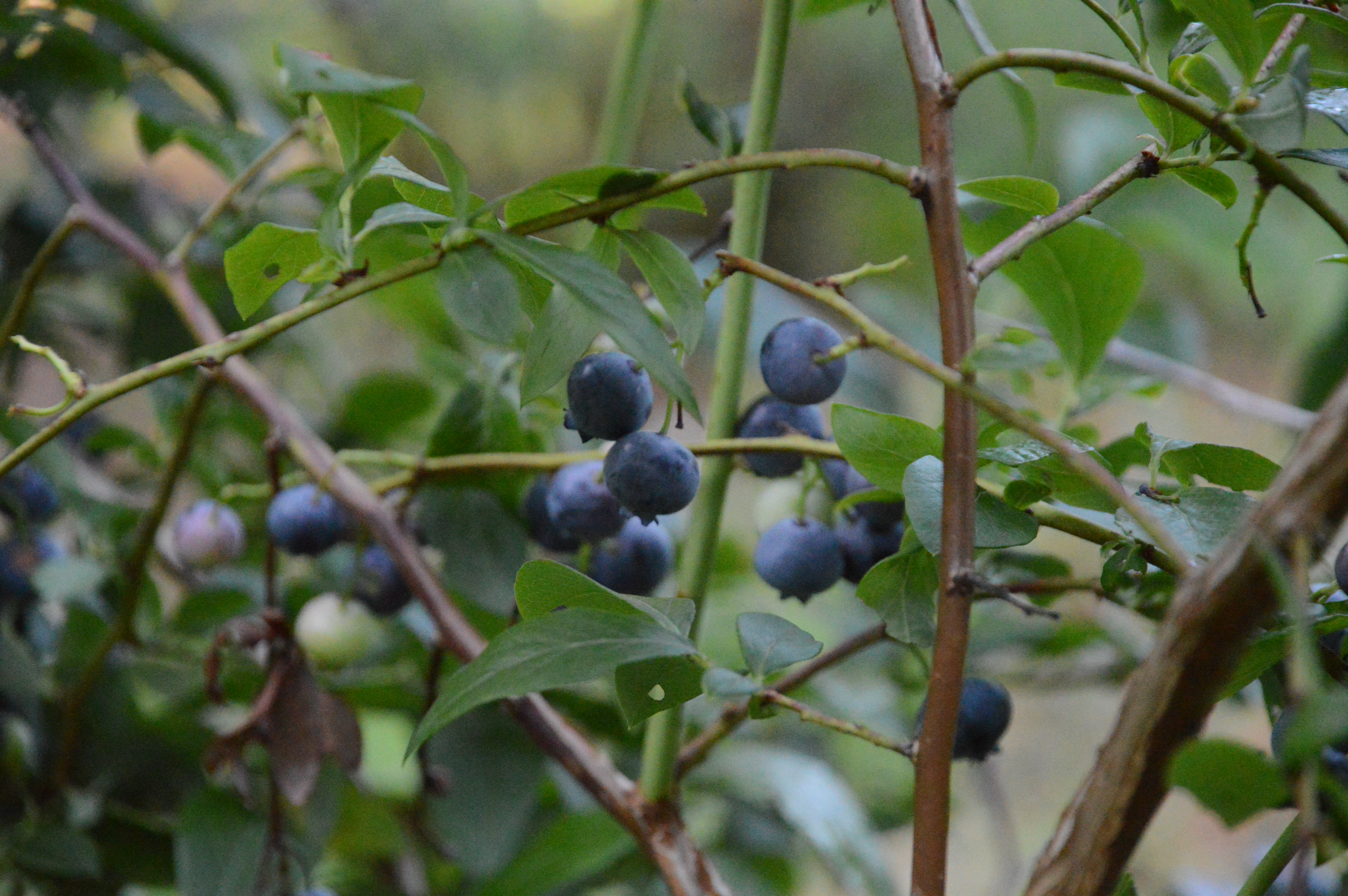 more blueberries
