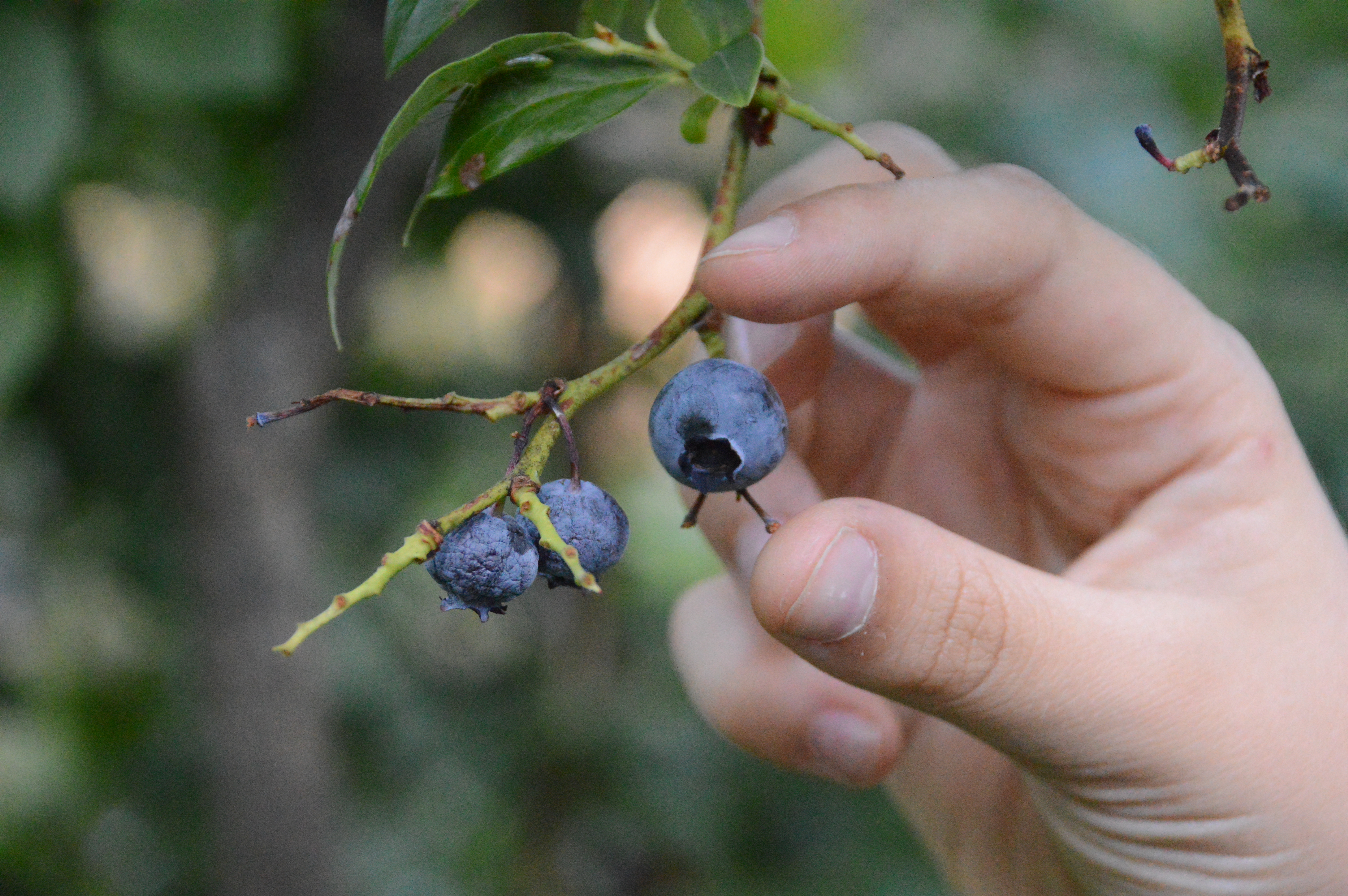 blueberries being picked by photographer's son