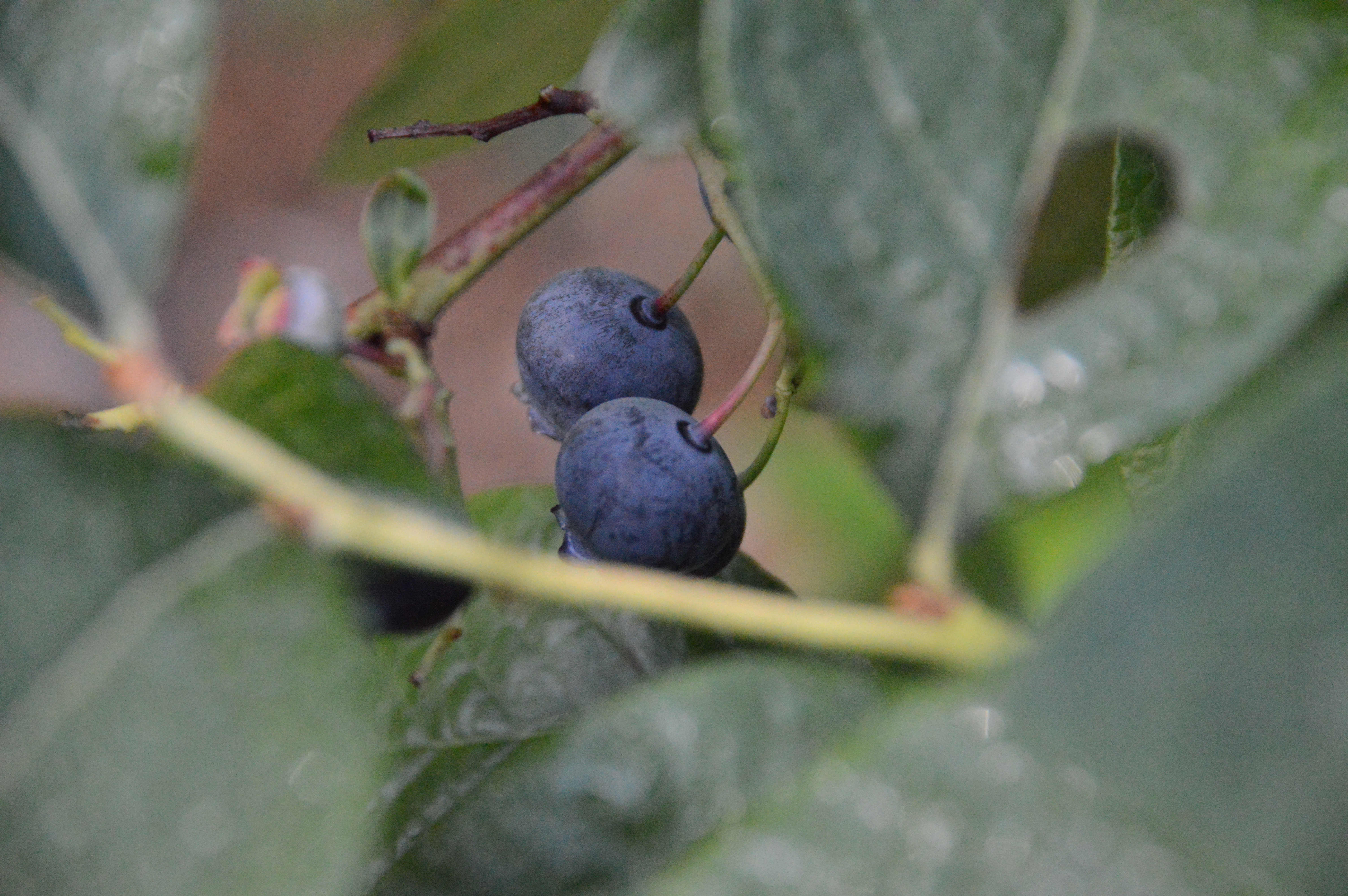 blueberries